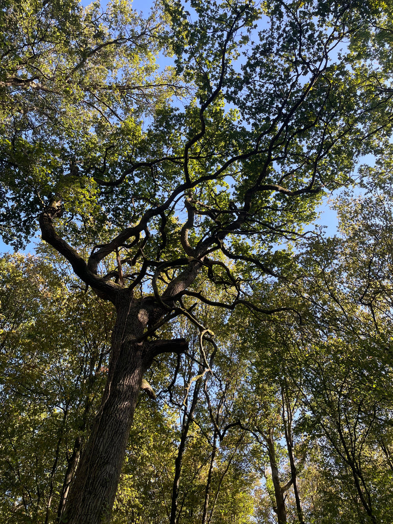 Eté et canicule : comment prendre soin de son corps naturellement ?