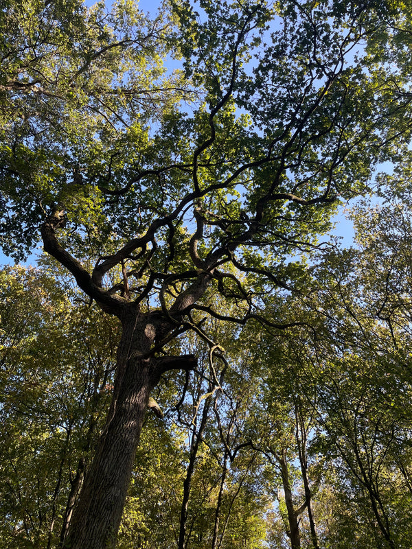 Eté et canicule : comment prendre soin de son corps naturellement ?